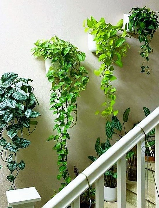 Money Plant, Epipremnum Aureum, Hanging - www.Greenie.ae Buy online Best and Healthy Plants and quality products guarantee in Dubai Plants Shop in Dubai Abu Dhabi all over UAE Plants near me Fresh Plants in Dubai where to buy plants in UAE - Greenie.ae