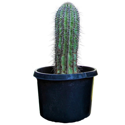 Saguaro Cactus - www.Greenie.ae Buy online Best and Healthy Plants and quality products guarantee in Dubai Plants Shop in Dubai Abu Dhabi all over UAE Plants near me Fresh Plants in Dubai where to buy plants in UAE - Greenie.ae