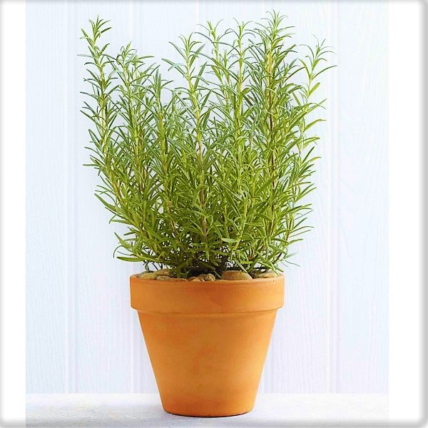 Rosmarinus Officialis, Rosemary Herb Outdoor - www.Greenie.ae Buy online Best and Healthy Plants and quality products guarantee in Dubai Plants Shop in Dubai Abu Dhabi all over UAE Plants near me Fresh Plants in Dubai where to buy plants in UAE - Greenie.ae