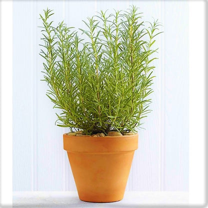 Rosmarinus Officialis, Rosemary Herb Outdoor - www.Greenie.ae Buy online Best and Healthy Plants and quality products guarantee in Dubai Plants Shop in Dubai Abu Dhabi all over UAE Plants near me Fresh Plants in Dubai where to buy plants in UAE - Greenie.ae