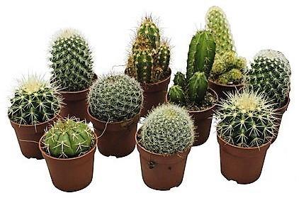 Ornamental Cactus Mix Outdoor - www.Greenie.ae Buy online Best and Healthy Plants and quality products guarantee in Dubai Plants Shop in Dubai Abu Dhabi all over UAE Plants near me Fresh Plants in Dubai where to buy plants in UAE - Greenie.ae