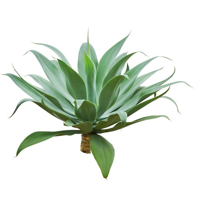  Agave Attenuata, Spineless Century Plant Agave Attenuata, Spineless Century Plant - www.Greenie.ae Buy online Best and Healthy Plants and quality products guarantee in Dubai Plants Shop in Dubai Abu Dhabi all over UAE Plants near me Fresh Plants in Dubai