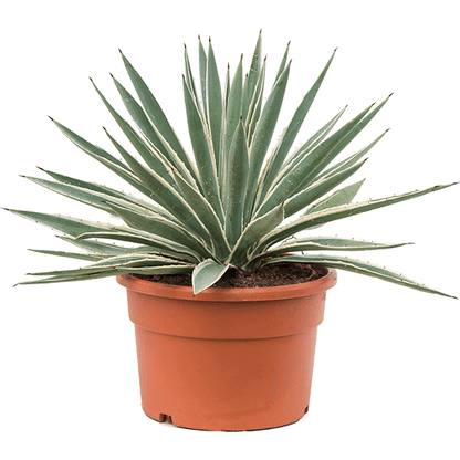 Agave Angustifolia, Caribbean - www.Greenie.ae Buy online Best and Healthy Plants and quality products guarantee in Dubai Plants Shop in Dubai Abu Dhabi all over UAE Plants near me Fresh Plants in Dubai where to buy plants in UAE - Greenie.ae