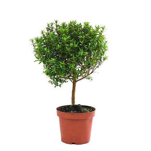 ‎Myrtle, Myrtus Communis - www.Greenie.ae Buy online Best and Healthy Plants and quality products guarantee in Dubai Plants Shop in Dubai Abu Dhabi all over UAE Plants near me Fresh Plants in Dubai where to buy plants in UAE - Greenie.ae