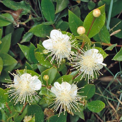 ‎Myrtle, Myrtus Communis - www.Greenie.ae Buy online Best and Healthy Plants and quality products guarantee in Dubai Plants Shop in Dubai Abu Dhabi all over UAE Plants near me Fresh Plants in Dubai where to buy plants in UAE - Greenie.ae