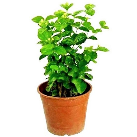 Clerodendrum inerme, Wild Jasmine - www.Greenie.ae Buy online Best and Healthy Plants and quality products guarantee in Dubai Plants Shop in Dubai Abu Dhabi all over UAE Plants near me Fresh Plants in Dubai where to buy plants in UAE - Greenie.ae