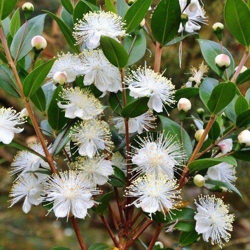 ‎Myrtle, Myrtus Communis - www.Greenie.ae Buy online Best and Healthy Plants and quality products guarantee in Dubai Plants Shop in Dubai Abu Dhabi all over UAE Plants near me Fresh Plants in Dubai where to buy plants in UAE - Greenie.ae