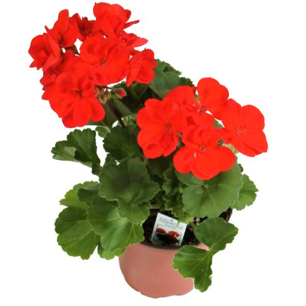 Geranium, Crane’s-Bill - www.Greenie.ae Buy online Best and Healthy Plants and quality products guarantee in Dubai Plants Shop in Dubai Abu Dhabi all over UAE Plants near me Fresh Plants in Dubai where to buy plants in UAE - Greenie.ae