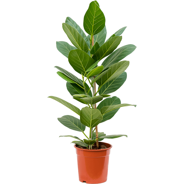 Ficus Benghalensis, Banyan Fig - www.Greenie.ae Buy online Best and Healthy Plants and quality products guarantee in Dubai Plants Shop in Dubai Abu Dhabi all over UAE Plants near me Fresh Plants in Dubai where to buy plants in UAE - Greenie.ae