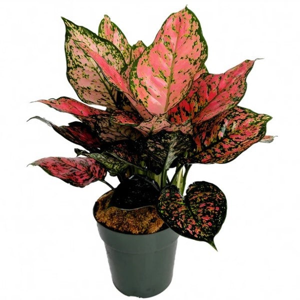  Aglaonema Sp , Wishes - www.Greenie.ae Buy online Best and Healthy Plants and quality products guarantee in Dubai Plants Shop in Dubai Abu Dhabi all over UAE Plants near me Fresh Plants in Dubai where to buy plants in UAE - Greenie.ae