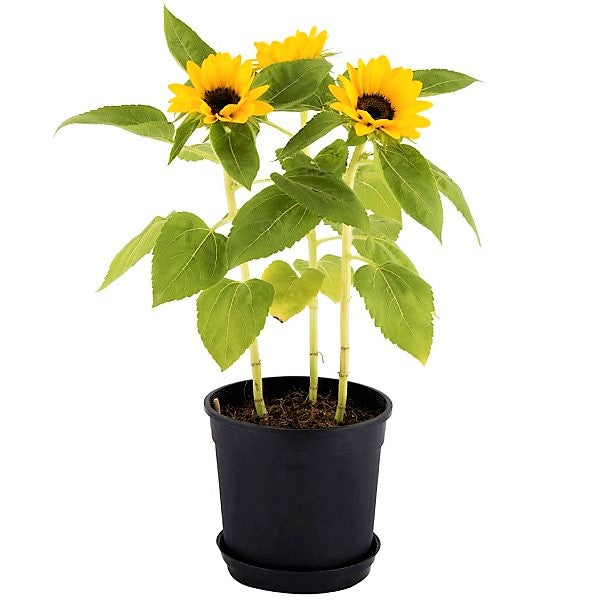 Ornamental Sunflower, Helianthus Annuus - www.Greenie.ae Buy online Best and Healthy Plants and quality products guarantee in Dubai Plants Shop in Dubai Abu Dhabi all over UAE Plants near me Fresh Plants in Dubai where to buy plants in UAE - Greenie.ae