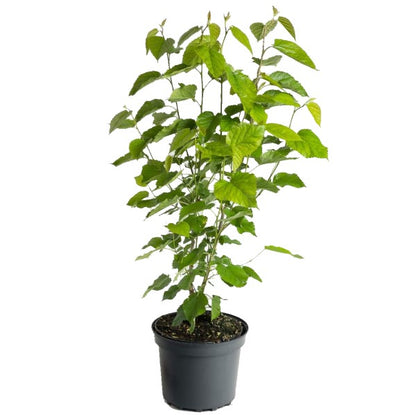 Mulberry Tree, Morus Alba - www.Greenie.ae Buy online Best and Healthy Plants and quality products guarantee in Dubai Plants Shop in Dubai Abu Dhabi all over UAE Plants near me Fresh Plants in Dubai where to buy plants in UAE - Greenie.ae