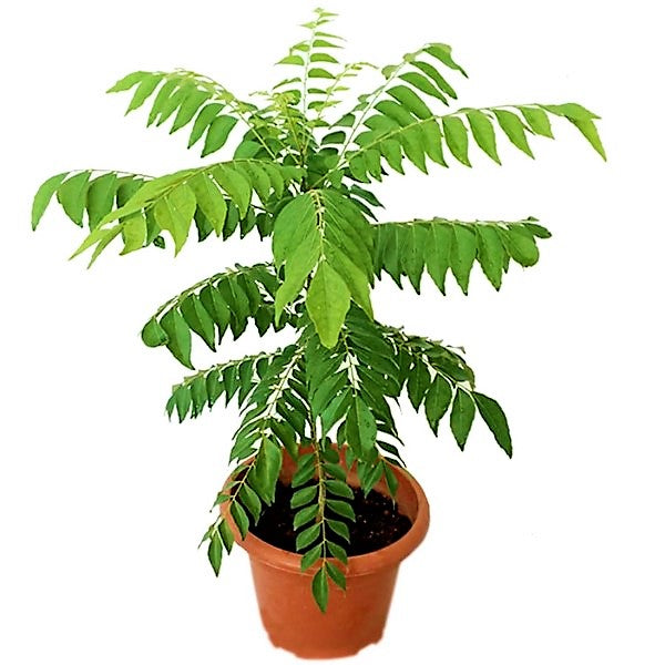 Curry Leaves, Kadi Patta - www.Greenie.ae Buy online Best and Healthy Plants and quality products guarantee in Dubai Plants Shop in Dubai Abu Dhabi all over UAE Plants near me Fresh Plants in Dubai where to buy plants in UAE - Greenie.ae