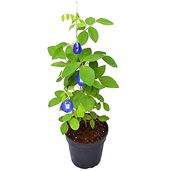 Clitoria ternatea, Butterfly Pea - www.Greenie.ae Buy online Best and Healthy Plants and quality products guarantee in Dubai Plants Shop in Dubai Abu Dhabi all over UAE Plants near me Fresh Plants in Dubai where to buy plants in UAE - Greenie.ae