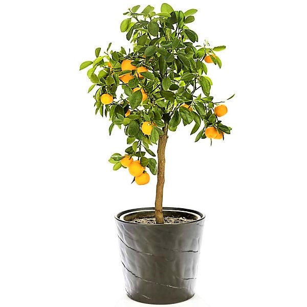 Citrus sinensis Moro, Blood Orange Tree - www.Greenie.ae Buy online Best and Healthy Plants and quality products guarantee in Dubai Plants Shop in Dubai Abu Dhabi all over UAE Plants near me Fresh Plants in Dubai where to buy plants in UAE - Greenie.ae