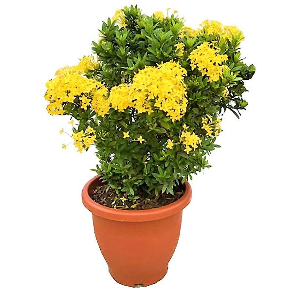 Ixora chinensis, Red, Pink - www.Greenie.ae Buy online Best and Healthy Plants and quality products guarantee in Dubai Plants Shop in Dubai Abu Dhabi all over UAE Plants near me Fresh Plants in Dubai where to buy plants in UAE - Greenie.ae