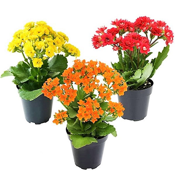 Flaming Katy, Kalanchoe blossfeldiana, indoor - www.Greenie.ae Buy online Best and Healthy Plants and quality products guarantee in Dubai Plants Shop in Dubai Abu Dhabi all over UAE Plants near me Fresh Plants in Dubai where to buy plants in UAE - Greenie.ae