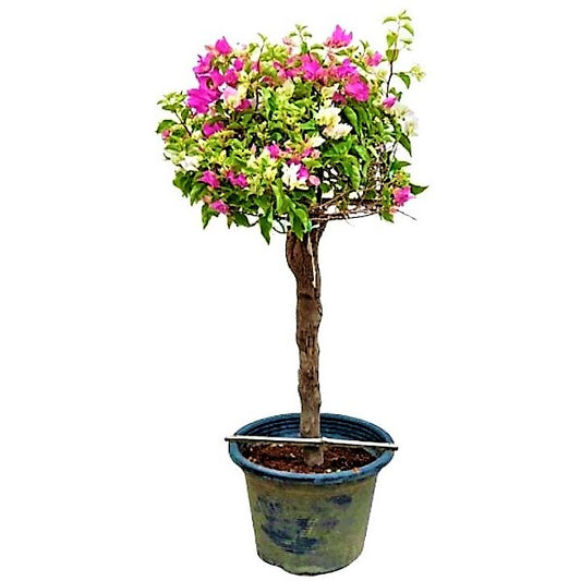 Bougainvillea Specimen Single Head - www.Greenie.ae Buy online Best and Healthy Plants and quality products guarantee in Dubai Plants Shop in Dubai Abu Dhabi all over UAE Plants near me Fresh Plants in Dubai where to buy plants in UAE - Greenie.ae