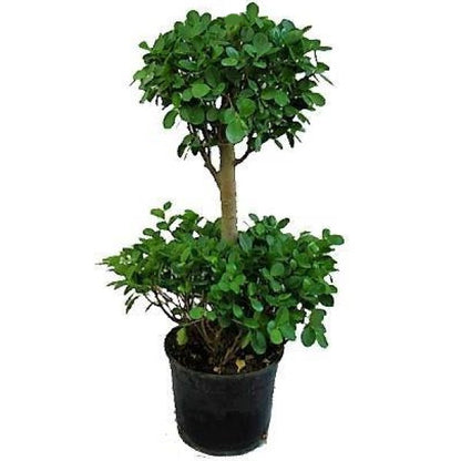 Ficus Diversifolia Two Heads - www.Greenie.ae Buy online Best and Healthy Plants and quality products guarantee in Dubai Plants Shop in Dubai Abu Dhabi all over UAE Plants near me Fresh Plants in Dubai where to buy plants in UAE - Greenie.ae