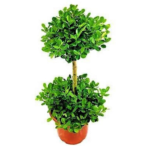 Ficus Diversifolia Two Heads - www.Greenie.ae Buy online Best and Healthy Plants and quality products guarantee in Dubai Plants Shop in Dubai Abu Dhabi all over UAE Plants near me Fresh Plants in Dubai where to buy plants in UAE - Greenie.ae