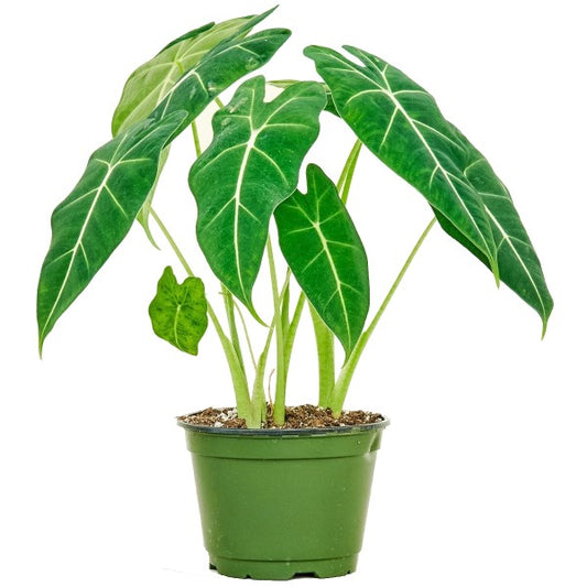 Alocasia Frydek, Green Velvet Alocasia - www.Greenie.ae Buy online Best and Healthy Plants and quality products guarantee in Dubai Plants Shop in Dubai Abu Dhabi all over UAE Plants near me Fresh Plants in Dubai where to buy plants in UAE - Greenie.ae