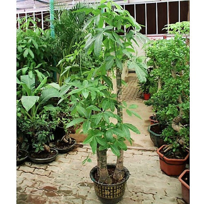 Pachira Aquatica, Money Tree - www.Greenie.ae Buy online Best and Healthy Plants and quality products guarantee in Dubai Plants Shop in Dubai Abu Dhabi all over UAE Plants near me Fresh Plants in Dubai where to buy plants in UAE - Greenie.ae