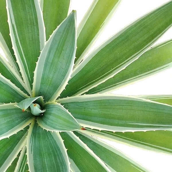 Agave Angustifolia, Caribbean - www.Greenie.ae Buy online Best and Healthy Plants and quality products guarantee in Dubai Plants Shop in Dubai Abu Dhabi all over UAE Plants near me Fresh Plants in Dubai where to buy plants in UAE - Greenie.ae