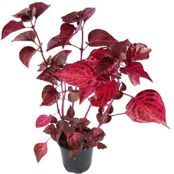 Iresine Iindenii, Bloodleaf Iresine lindenii (small) - www.Greenie.ae Buy online Best and Healthy Plants and quality products guarantee in Dubai Plants Shop in Dubai Abu Dhabi all over UAE Plants near me Fresh Plants in Dubai where to buy plants in UAE - Greenie.ae