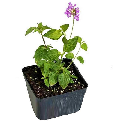 Lantana Montevidensis Purple, Trailing lantana - www.Greenie.ae Buy online Best and Healthy Plants and quality products guarantee in Dubai Plants Shop in Dubai Abu Dhabi all over UAE Plants near me Fresh Plants in Dubai where to buy plants in UAE - Greenie.ae