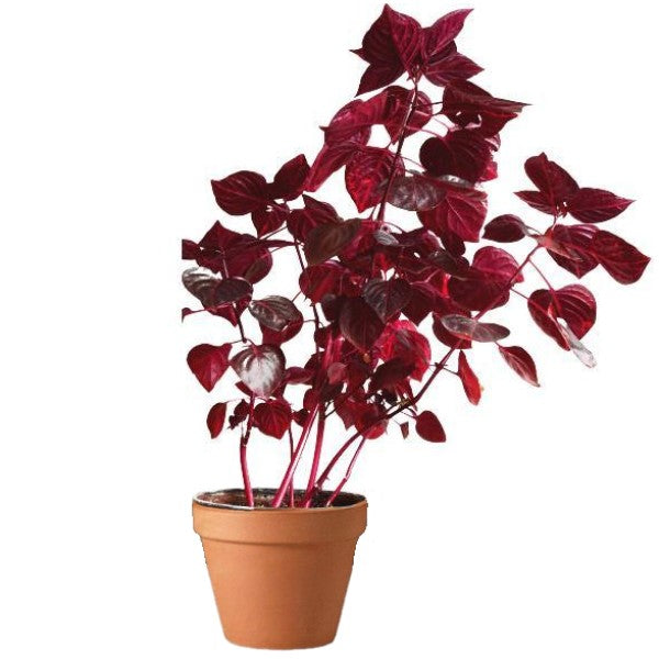 Iresine Iindenii, Bloodleaf Iresine lindenii (small) - www.Greenie.ae Buy online Best and Healthy Plants and quality products guarantee in Dubai Plants Shop in Dubai Abu Dhabi all over UAE Plants near me Fresh Plants in Dubai where to buy plants in UAE - Greenie.ae