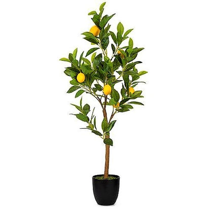 Lemon Tree, Citrus Lemon - www.Greenie.ae Buy online Best and Healthy Plants and quality products guarantee in Dubai Plants Shop in Dubai Abu Dhabi all over UAE Plants near me Fresh Plants in Dubai where to buy plants in UAE - Greenie.ae