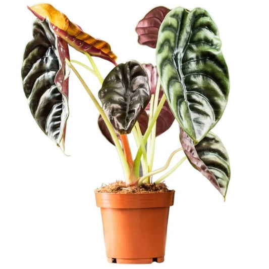 Alocasia Red Secret ,Elephant Ear - www.Greenie.ae Buy online Best and Healthy Plants and quality products guarantee in Dubai Plants Shop in Dubai Abu Dhabi all over UAE Plants near me Fresh Plants in Dubai where to buy plants in UAE - Greenie.ae