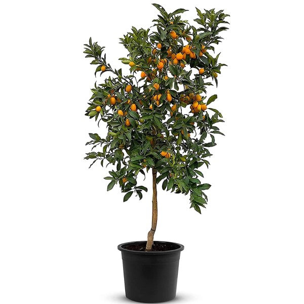 Fortunella margarita, Kumquat - www.Greenie.ae Buy online Best and Healthy Plants and quality products guarantee in Dubai Plants Shop in Dubai Abu Dhabi all over UAE Plants near me Fresh Plants in Dubai where to buy plants in UAE - Greenie.ae