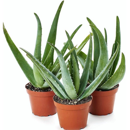 Aloe Vera, Medicina Aloe, Indoor - www.Greenie.ae Buy online Best and Healthy Plants and quality products guarantee in Dubai Plants Shop in Dubai Abu Dhabi all over UAE Plants near me Fresh Plants in Dubai where to buy plants in UAE - Greenie.ae