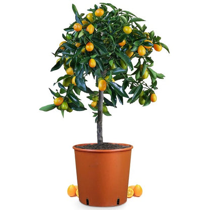 Fortunella margarita, Kumquat - www.Greenie.ae Buy online Best and Healthy Plants and quality products guarantee in Dubai Plants Shop in Dubai Abu Dhabi all over UAE Plants near me Fresh Plants in Dubai where to buy plants in UAE - Greenie.ae