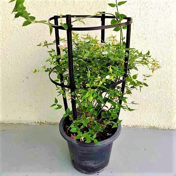 Jasminum Grandiflora, Grandiflorum, Jasmine Climber - www.Greenie.ae Buy online Best and Healthy Plants and quality products guarantee in Dubai Plants Shop in Dubai Abu Dhabi all over UAE Plants near me Fresh Plants in Dubai where to buy plants in UAE - Greenie.ae