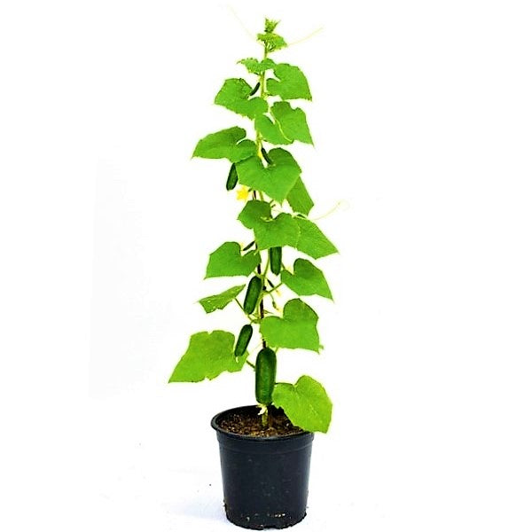 Cucumber Plant - www.Greenie.ae Buy online Best and Healthy Plants and quality products guarantee in Dubai Plants Shop in Dubai Abu Dhabi all over UAE Plants near me Fresh Plants in Dubai where to buy plants in UAE - Greenie.ae