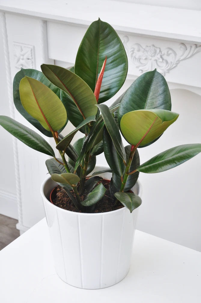 Ficus elastic Abidjan, Rubber Plant