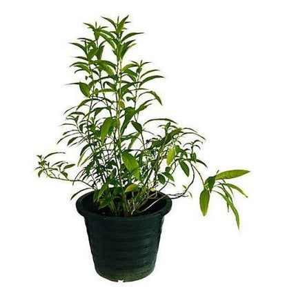 Cestrum Diurnum, Day King - www.Greenie.ae Buy online Best and Healthy Plants and quality products guarantee in Dubai Plants Shop in Dubai Abu Dhabi all over UAE Plants near me Fresh Plants in Dubai where to buy plants in UAE - Greenie.ae