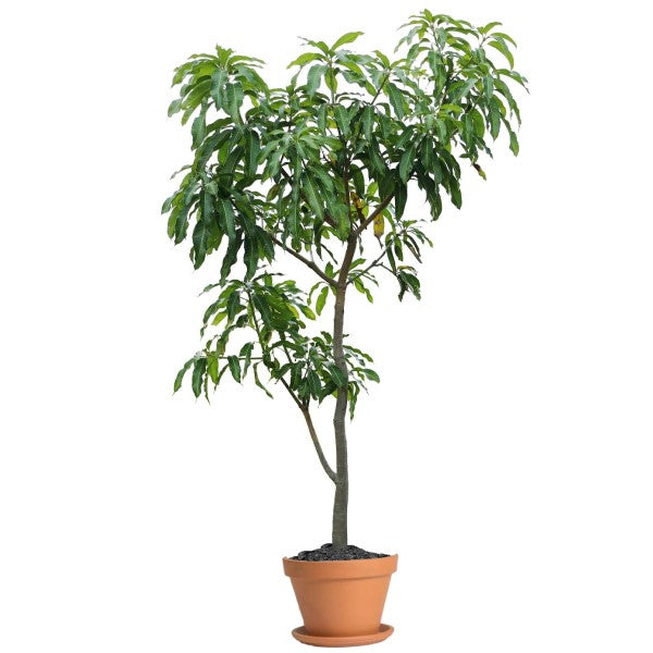 Mangifera indica, Mango Tree - www.Greenie.ae Buy online Best and Healthy Plants and quality products guarantee in Dubai Plants Shop in Dubai Abu Dhabi all over UAE Plants near me Fresh Plants in Dubai where to buy plants in UAE - Greenie.ae