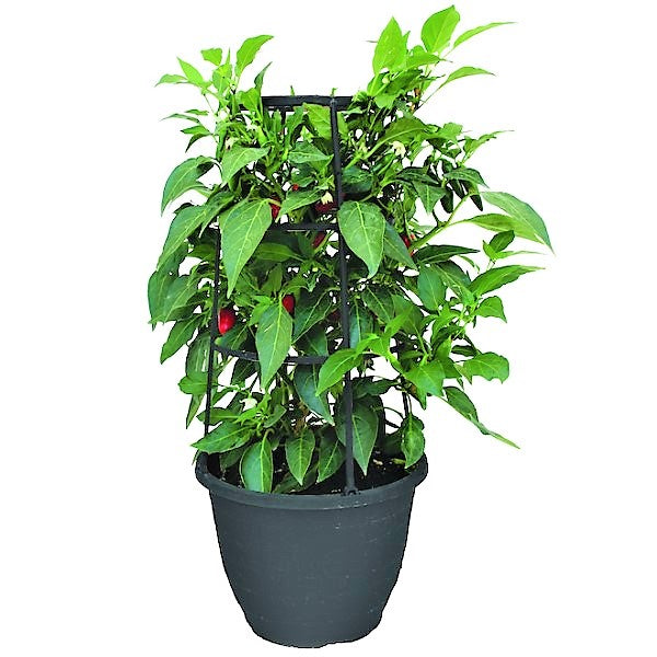 Hot Chili Plant - www.Greenie.ae Buy online Best and Healthy Plants and quality products guarantee in Dubai Plants Shop in Dubai Abu Dhabi all over UAE Plants near me Fresh Plants in Dubai where to buy plants in UAE - Greenie.ae