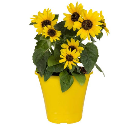 Ornamental Sunflower, Helianthus Annuus - www.Greenie.ae Buy online Best and Healthy Plants and quality products guarantee in Dubai Plants Shop in Dubai Abu Dhabi all over UAE Plants near me Fresh Plants in Dubai where to buy plants in UAE - Greenie.ae