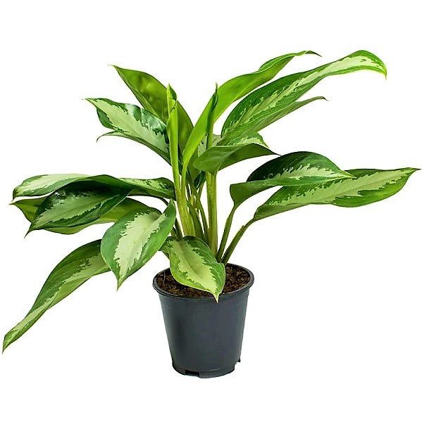 Aglaonema Pattaya Beauty - www.Greenie.ae Buy online Best and Healthy Plants and quality products guarantee in Dubai Plants Shop in Dubai Abu Dhabi all over UAE Plants near me Fresh Plants in Dubai where to buy plants in UAE - Greenie.ae