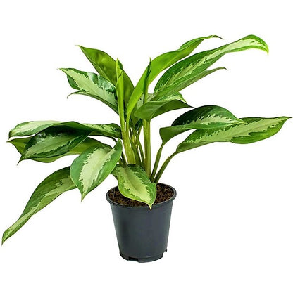 Aglaonema Pattaya Beauty - www.Greenie.ae Buy online Best and Healthy Plants and quality products guarantee in Dubai Plants Shop in Dubai Abu Dhabi all over UAE Plants near me Fresh Plants in Dubai where to buy plants in UAE - Greenie.ae