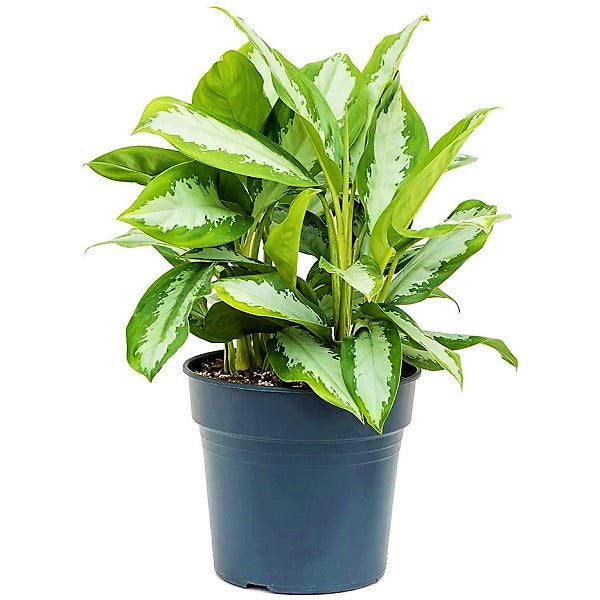 Aglaonema Pattaya Beauty - www.Greenie.ae Buy online Best and Healthy Plants and quality products guarantee in Dubai Plants Shop in Dubai Abu Dhabi all over UAE Plants near me Fresh Plants in Dubai where to buy plants in UAE - Greenie.ae