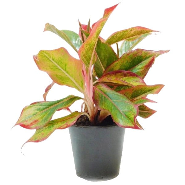  Aglaonema King of Siam - www.Greenie.ae Buy online Best and Healthy Plants and quality products guarantee in Dubai Plants Shop in Dubai Abu Dhabi all over UAE Plants near me Fresh Plants in Dubai where to buy plants in UAE - Greenie.ae Agave Attenuata, S