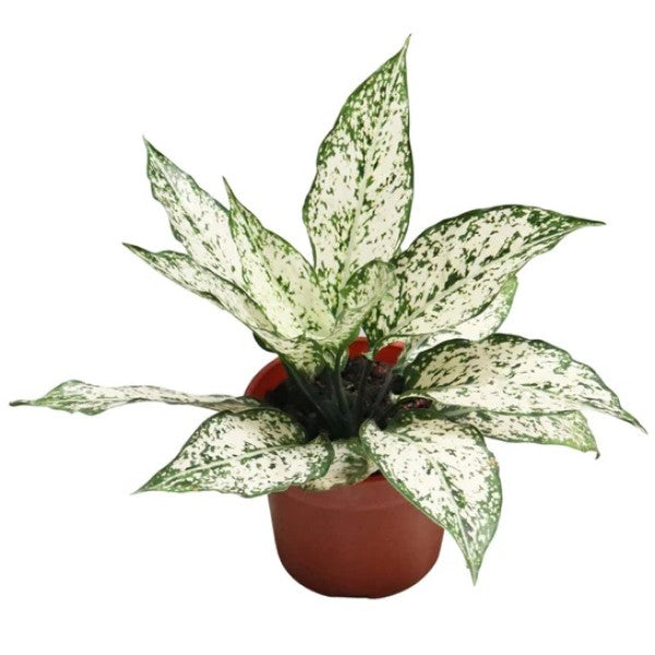 Aglaonema Spring Snow - www.Greenie.ae Buy online Best and Healthy Plants and quality products guarantee in Dubai Plants Shop in Dubai Abu Dhabi all over UAE Plants near me Fresh Plants in Dubai where to buy plants in UAE - Greenie.ae