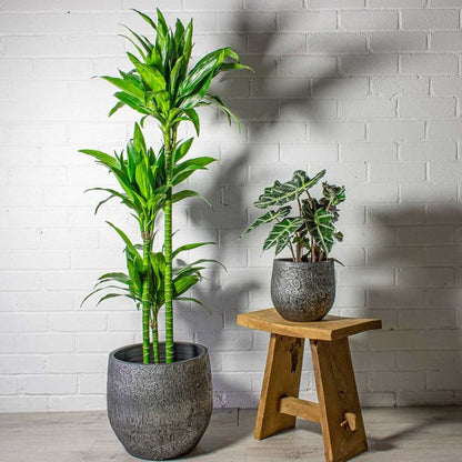 Dracaena fragrans, Janet Craig - www.Greenie.ae Buy online Best and Healthy Plants and quality products guarantee in Dubai Plants Shop in Dubai Abu Dhabi all over UAE Plants near me Fresh Plants in Dubai where to buy plants in UAE - Greenie.ae