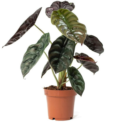 Alocasia Red Secret ,Elephant Ear - www.Greenie.ae Buy online Best and Healthy Plants and quality products guarantee in Dubai Plants Shop in Dubai Abu Dhabi all over UAE Plants near me Fresh Plants in Dubai where to buy plants in UAE - Greenie.ae