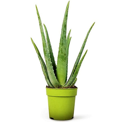 Aloe Vera, Medicina Aloe, Savila, Outdoor - www.Greenie.ae Buy online Best and Healthy Plants and quality products guarantee in Dubai Plants Shop in Dubai Abu Dhabi all over UAE Plants near me Fresh Plants in Dubai where to buy plants in UAE - Greenie.ae